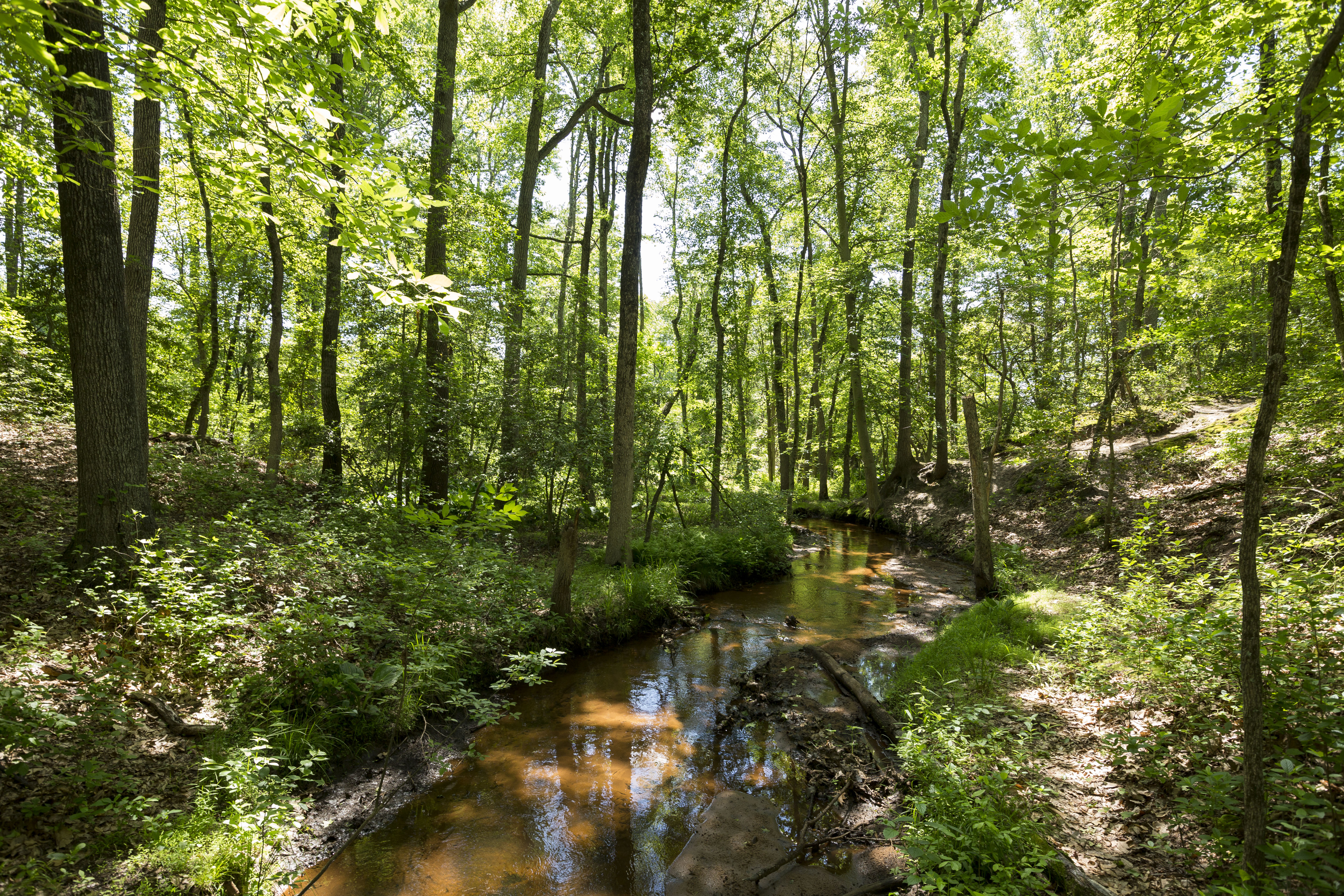 Creek winding through wooded area