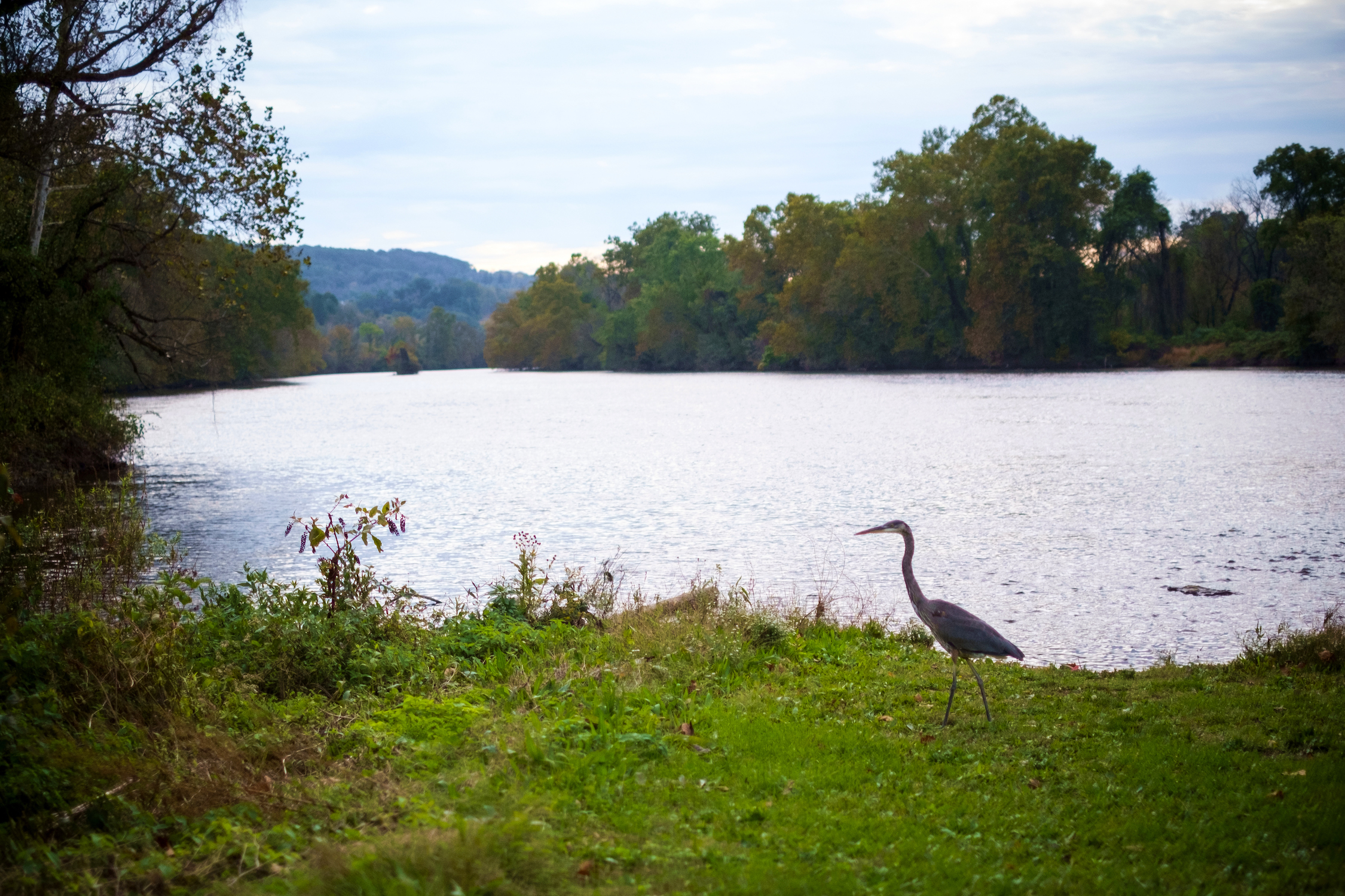 Heron stands by the Lehigh River at Hugh Moore Park