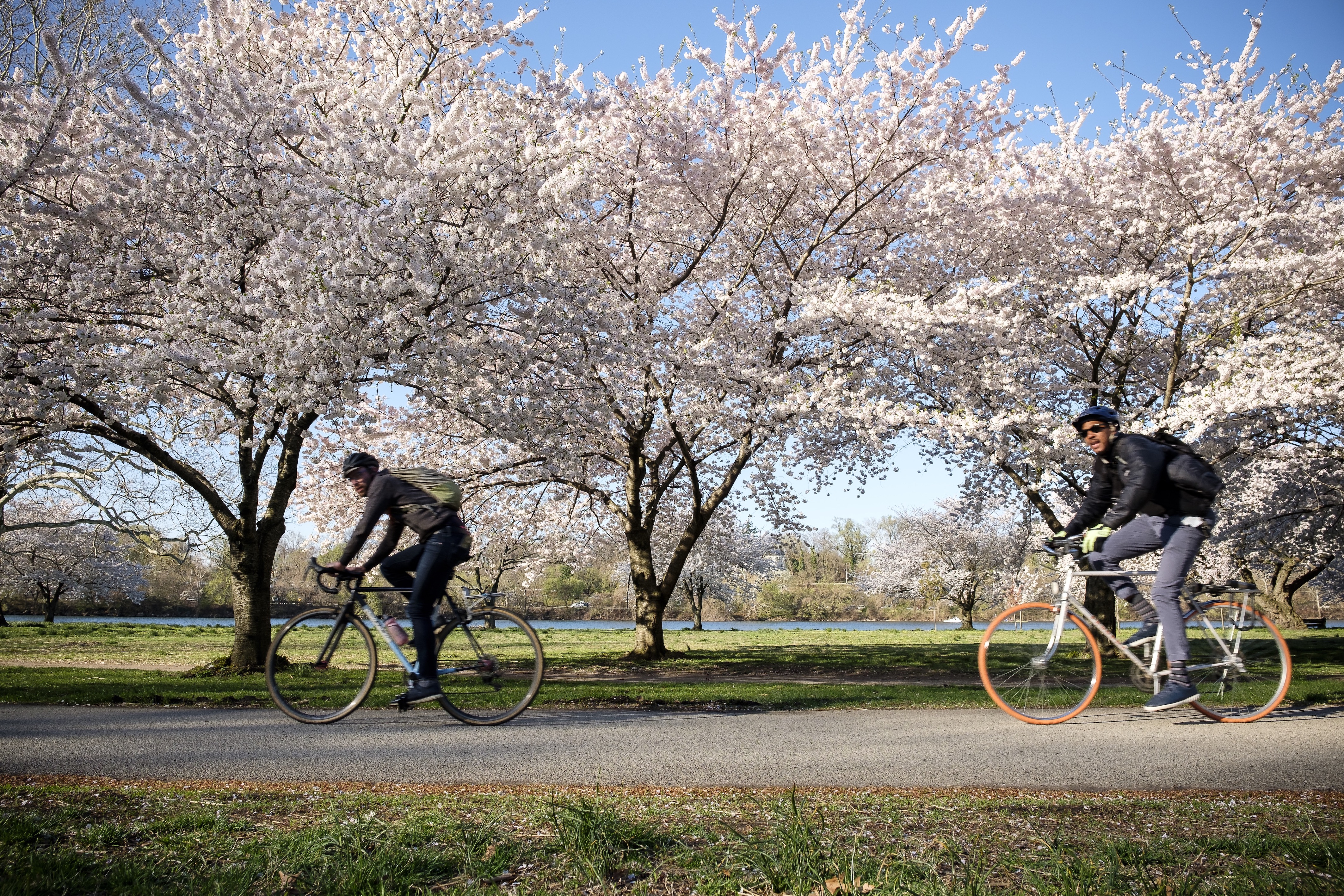 Cyclists ride under the cherry trees along the Schuylkill River Trail 