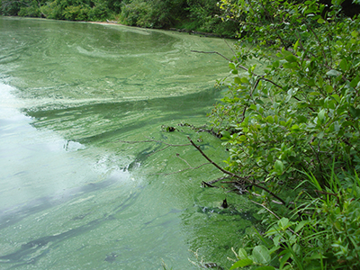 Algal bloom