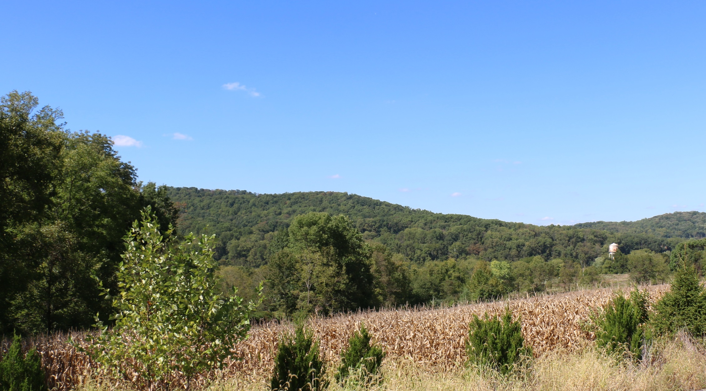 A brown cornfield with a small green mountain in the background.