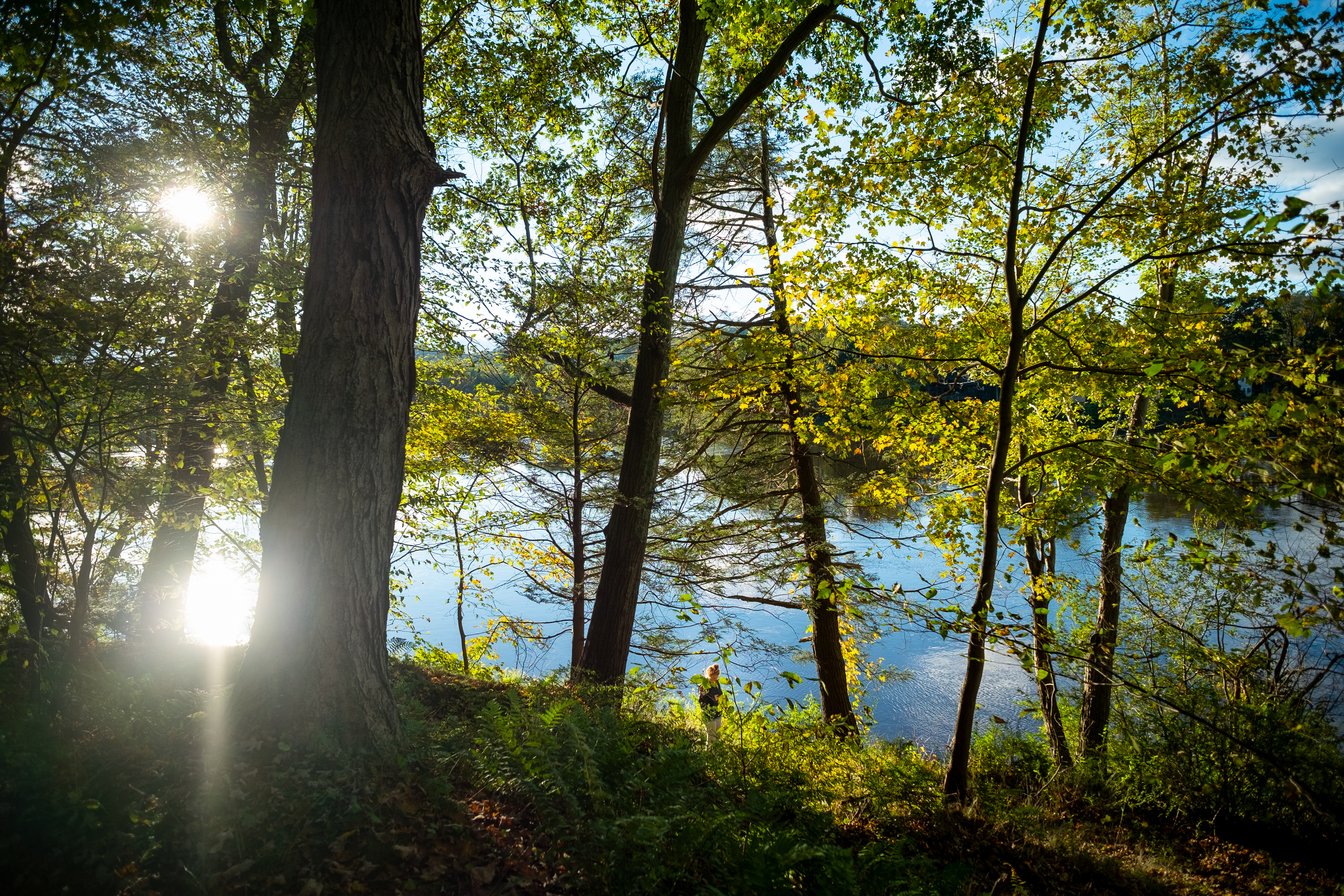 A view of a calm river through a stand of leafy trees; the sun is reflecting brightly off the water.
