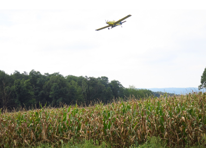 A cornfield with trees in the background and a small yellow plane flying overhead.